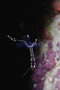 Periclimenes-longicarpus crevette des anemones-Safaga Tobia harba-12m-20171121-Denis-ADER-DSC_3339_tn